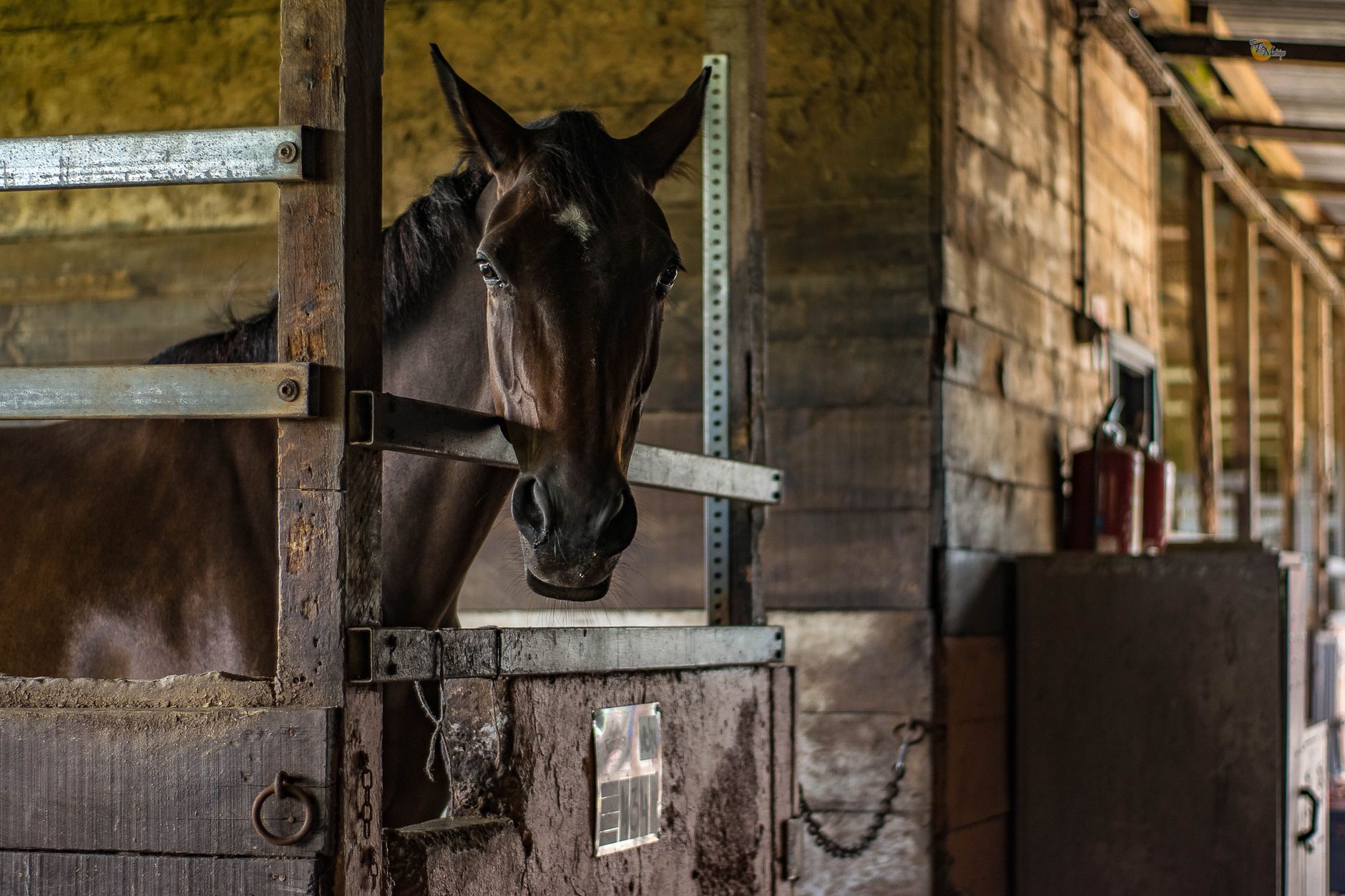 Horse standing in traditional wooden barn stall