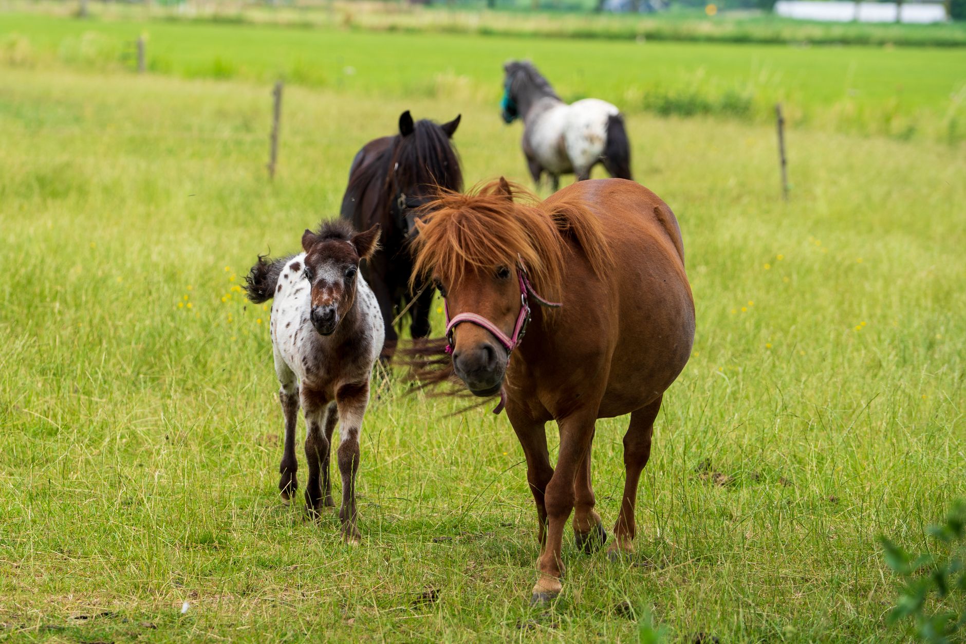 Horses grazing in a green Massachusetts pasture