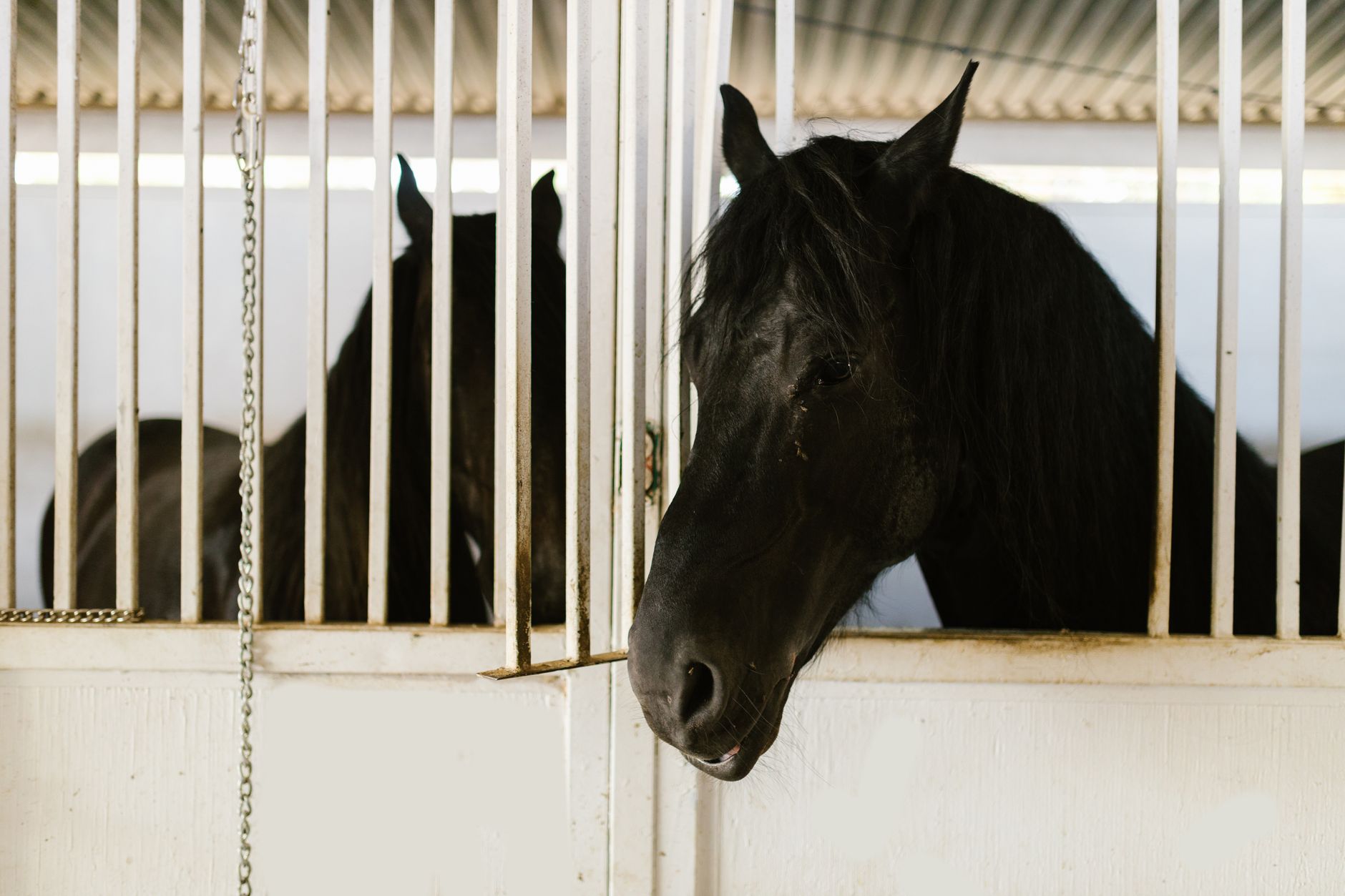 Black stallions resting in stable stalls